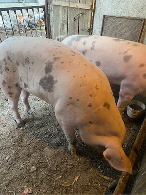 vand porci grași 