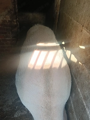 Vand scroafa 270-300 kg - imagine 2