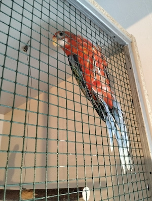 Papagali Rosella și Cântători - imagine 5