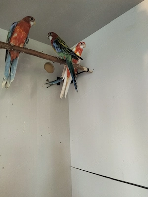 Papagali Rosella și Cântători - imagine 3