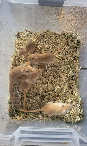 vând veverițe gerbili - imagine 4