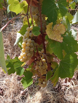 vând struguri pentru vin 
