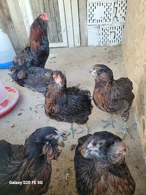 Disponibil și oua de incubat
