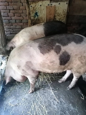 De vânzare patru porci  - imagine 5