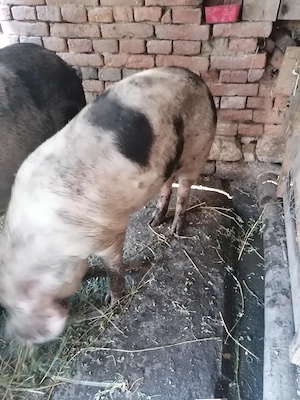 De vânzare patru porci  - imagine 2