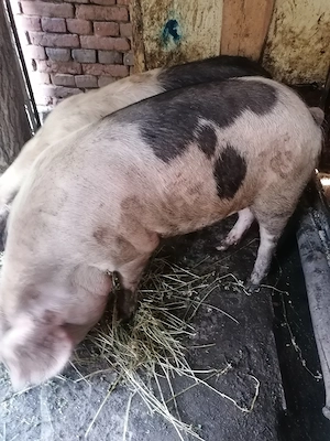 De vânzare patru porci  - imagine 4