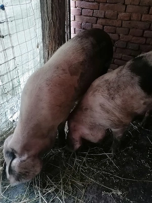 De vânzare patru porci  - imagine 3