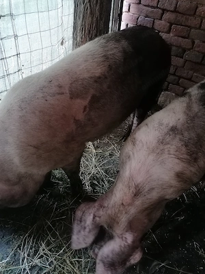De vânzare patru porci 