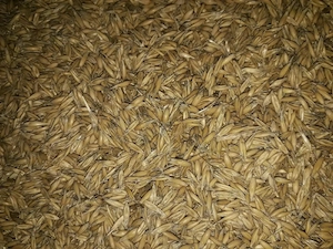 Vând ovăz,porumb,grâu.