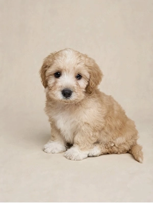 Fetita Maltipoo toy-apricot - imagine 4