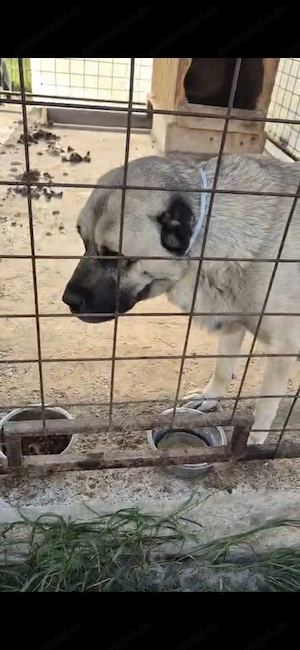  adoptie mascul de kangal