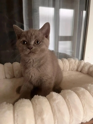 British shorthair lilac 