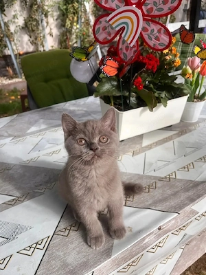 British shorthair lilac  - imagine 3