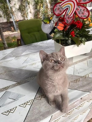 British shorthair lilac  - imagine 5