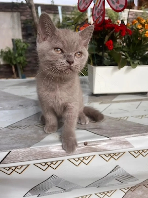 British shorthair lilac  - imagine 2