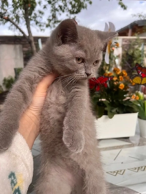 British shorthair lilac  - imagine 4