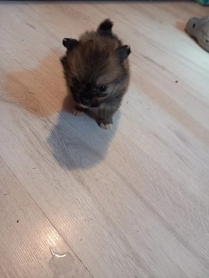 Pomeranian cu Shih.tzu superbi