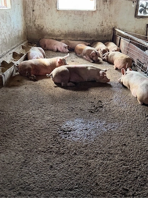 porci intre 100-160kg - imagine 2