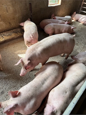 porci intre 100-160kg - imagine 3