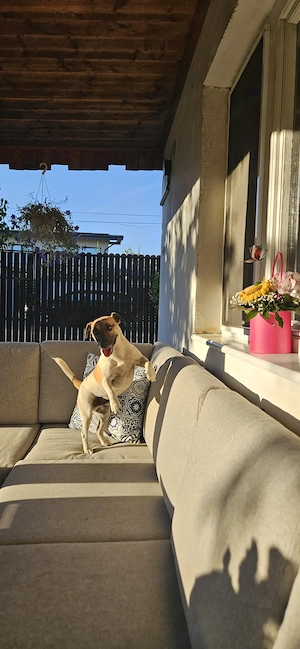 Donez catel Jack Russel  - imagine 2