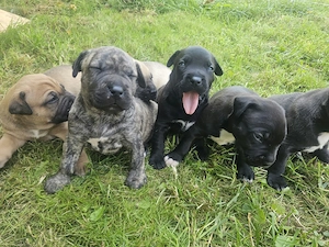 Pui superbi amstaff 