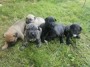 Pui superbi amstaff  - imagine 2