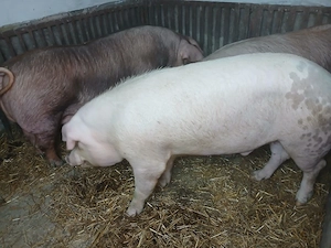 vand vier duroc 
