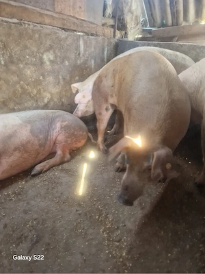 Vand porci duroc cu pietran intre 150-180 de kg pret 10 lei kg  - imagine 2