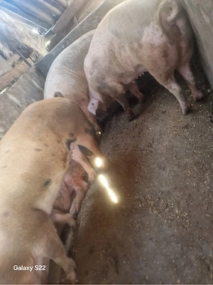 Vand porci duroc cu pietran intre 150-180 de kg pret 10 lei kg  - imagine 4