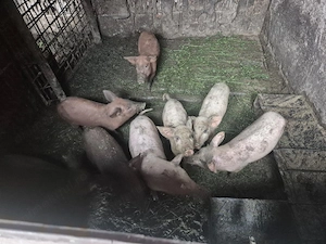 Purcei de 9 săptămâni 300 de lei bucata - imagine 2