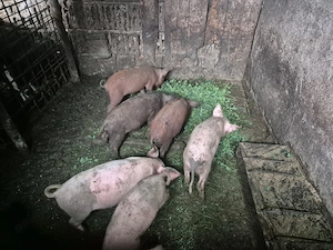 Purcei de 9 săptămâni 300 de lei bucata - imagine 3