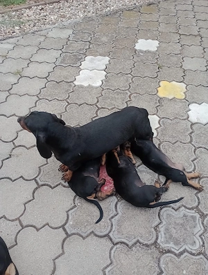 vând căței rasa teckel.  Dachsund. - imagine 3