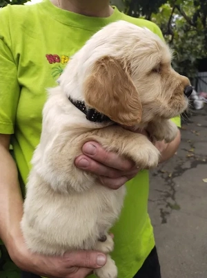Golden Retriever - Canisă Autorizată  - imagine 3