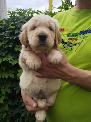 Golden Retriever - Canisă Autorizată  - imagine 2