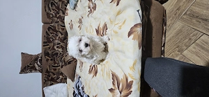 Vand bichon maltez 