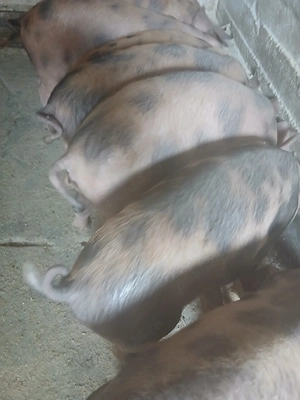 soldani 3 luni jumate