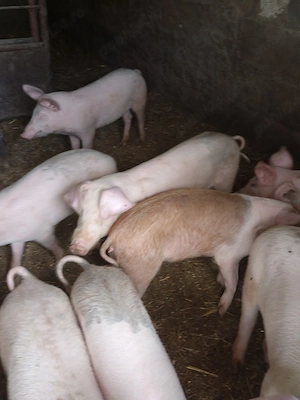 porci de vanzare de 3 luni