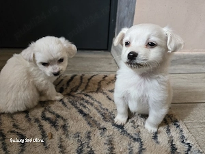 Căței bichon 