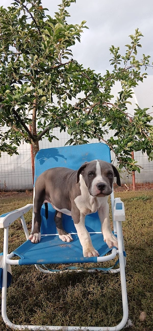 American Bully cu pedigri - imagine 4