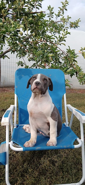 American Bully cu pedigri - imagine 2