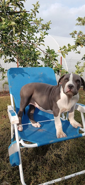 American Bully cu pedigri - imagine 3