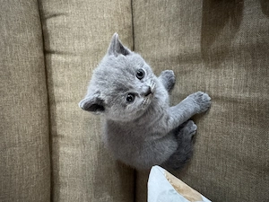British Shorthair 