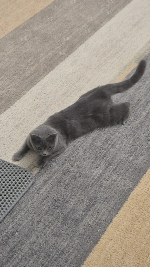 British Shorthair Femela nesterilizata - imagine 3
