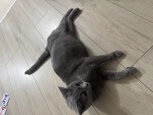 British Shorthair Femela nesterilizata - imagine 2