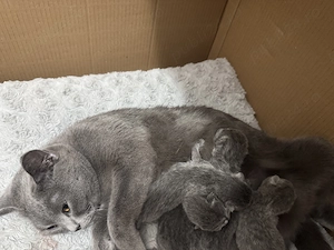 British Shorthair Femela nesterilizata - imagine 4