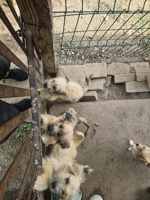 Cățelușe pufoase 