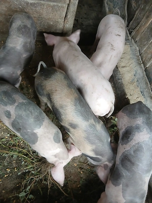 Purcei de vanzare 