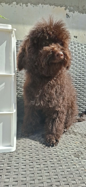 Pudel maro