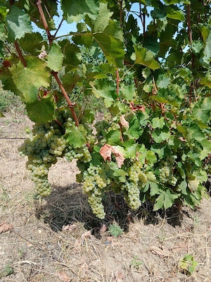 Struguri de vin