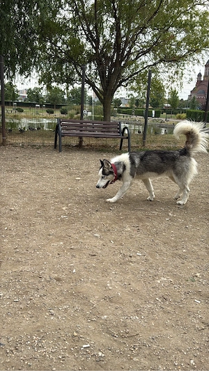 mascul Husky Siberian